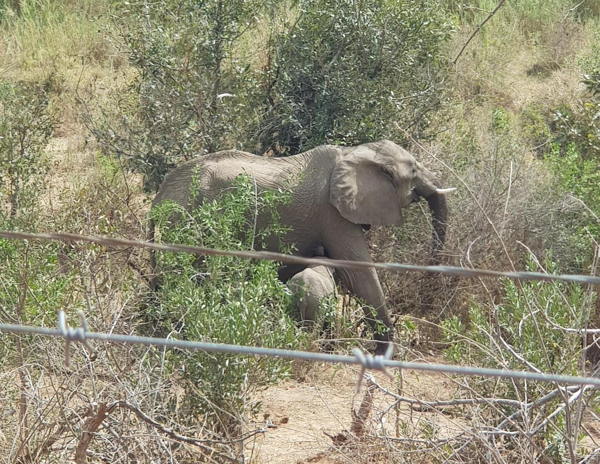 Homebase Kruger Marloth Park Luaran gambar