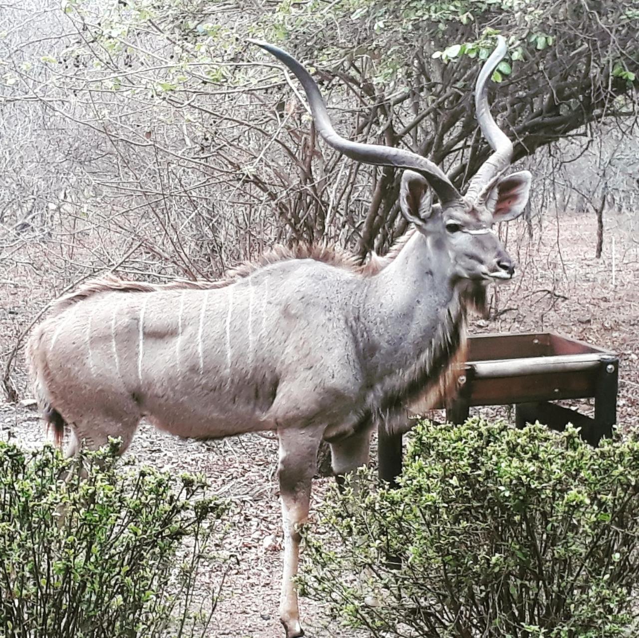 Homebase Kruger Marloth Park Luaran gambar